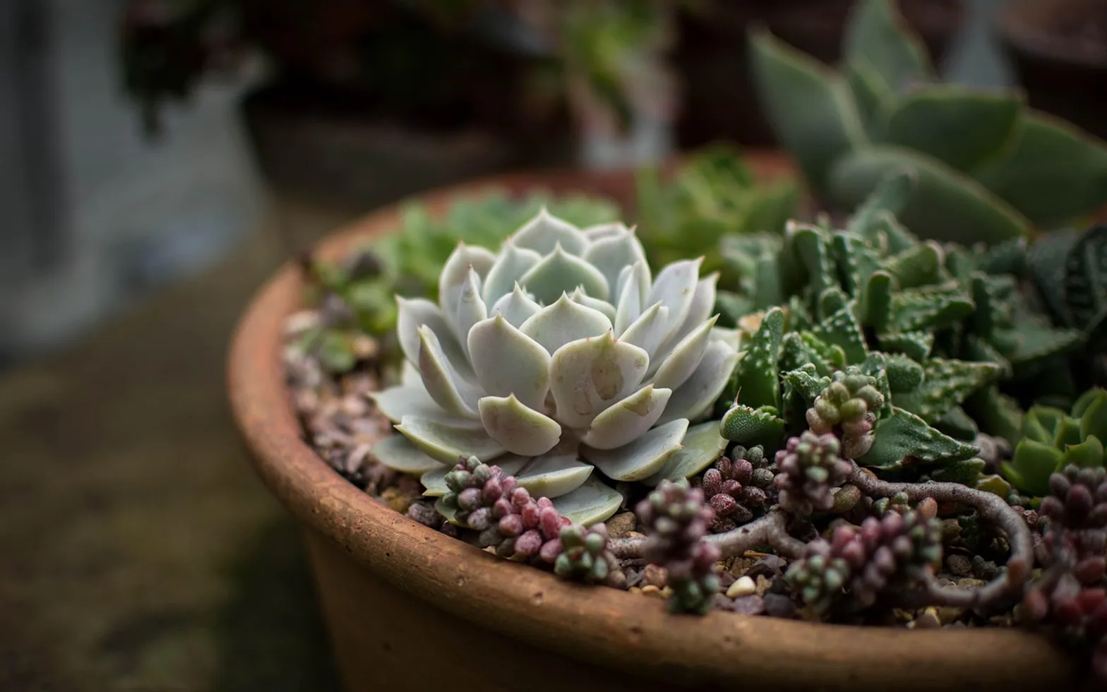 Cacti, flora and flowers